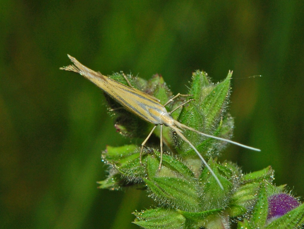 Piccola farf. a righe argentee-Coleophora cf. ornatipennella